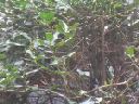 IMG_2926crop