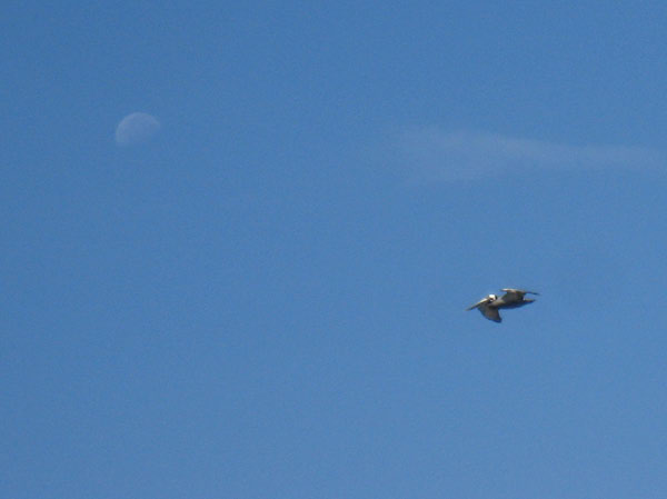 IMG_3596crop