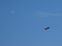 IMG_3596crop