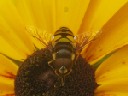 IMG_5469bcrop