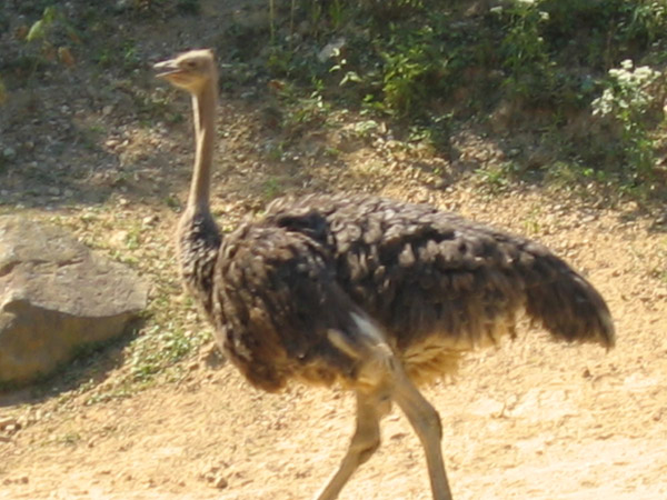 IMG_6738