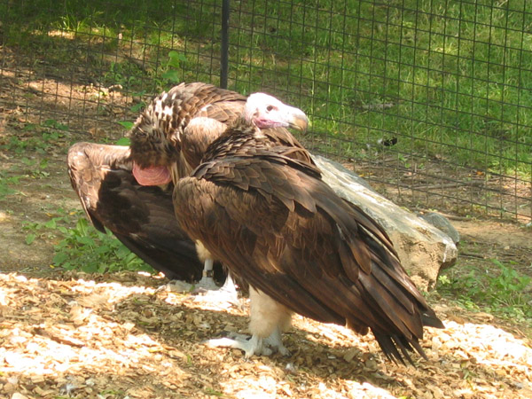 IMG_9087