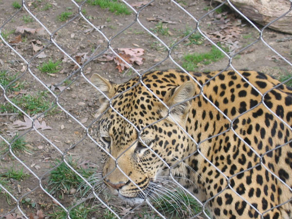 IMG_0951