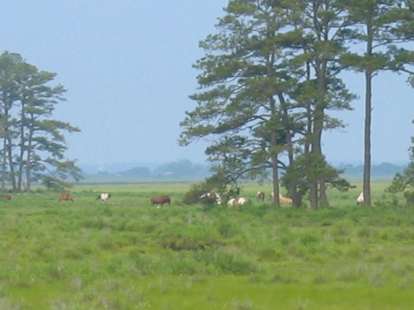 IMG_3193crop
