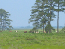 IMG_3193crop
