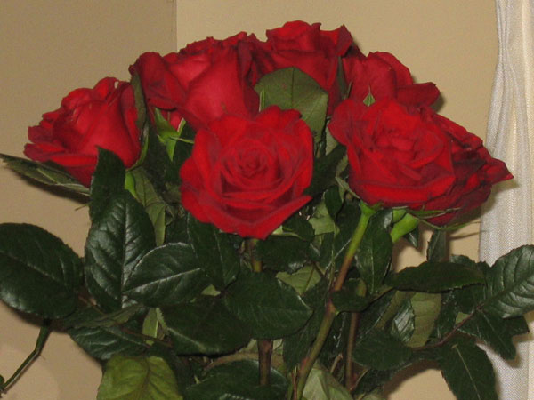 IMG_3521crop