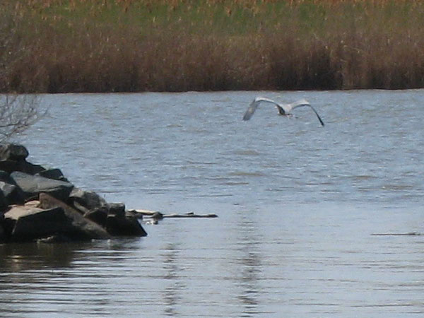 IMG_1632crop
