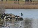 IMG_1629crop