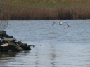 IMG_1632crop