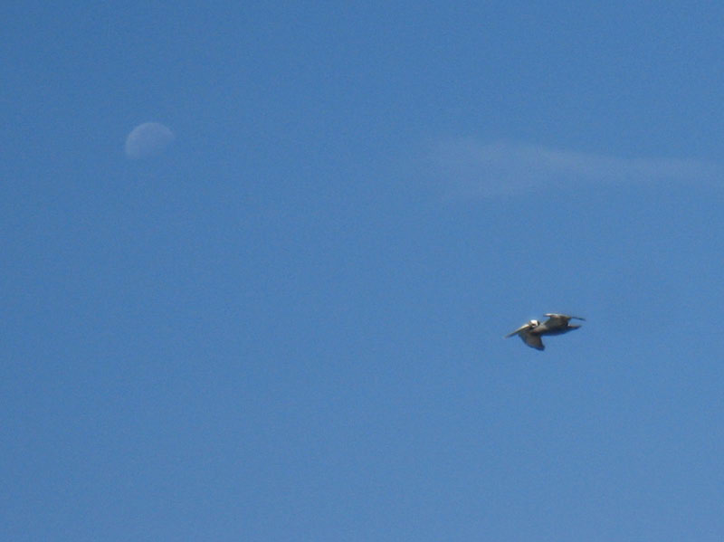 IMG_3596crop