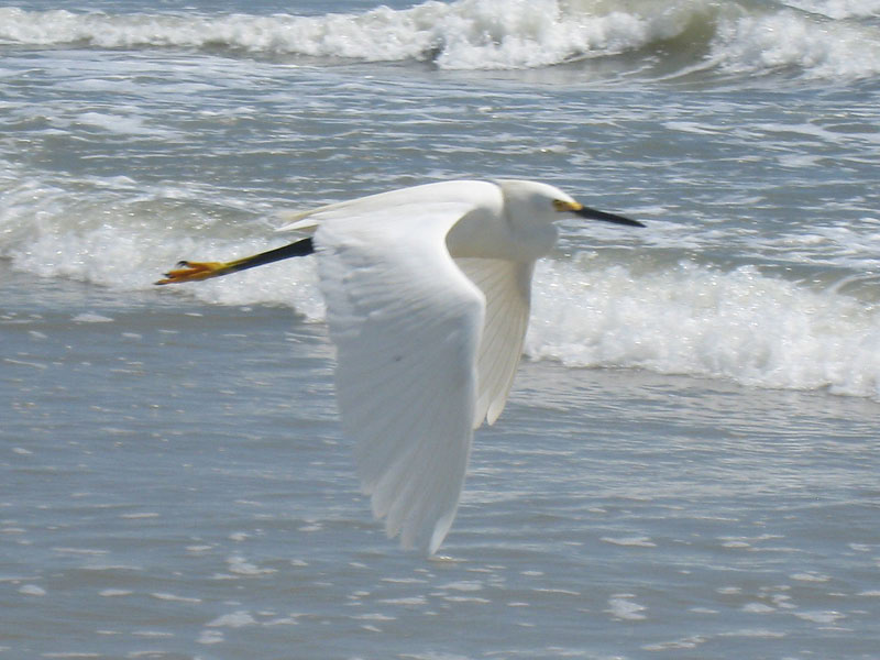 IMG_3667crop