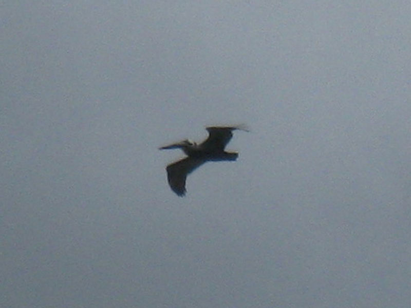 IMG_3755crop