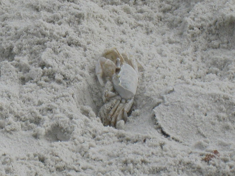IMG_3832crop