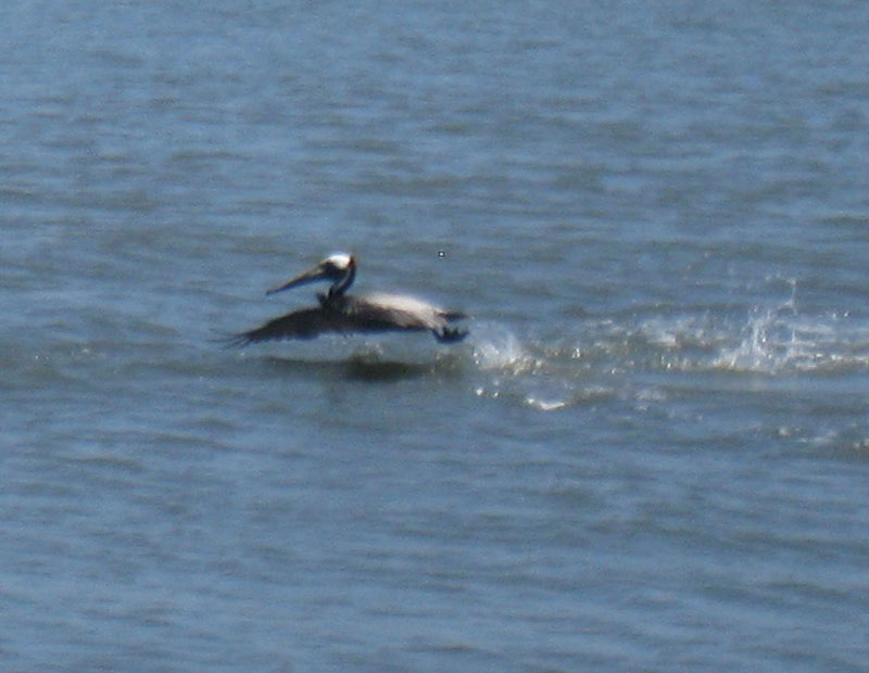 IMG_4133crop