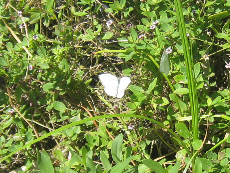 IMG_4177crop