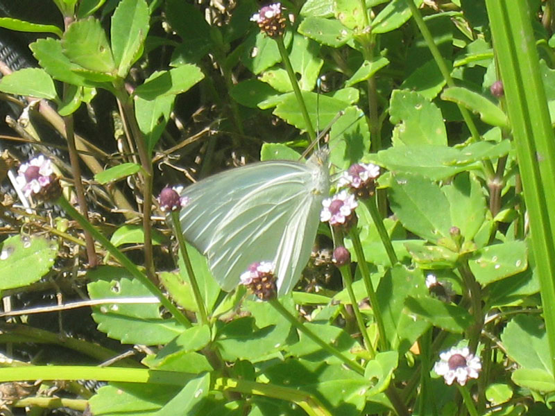 IMG_4178crop