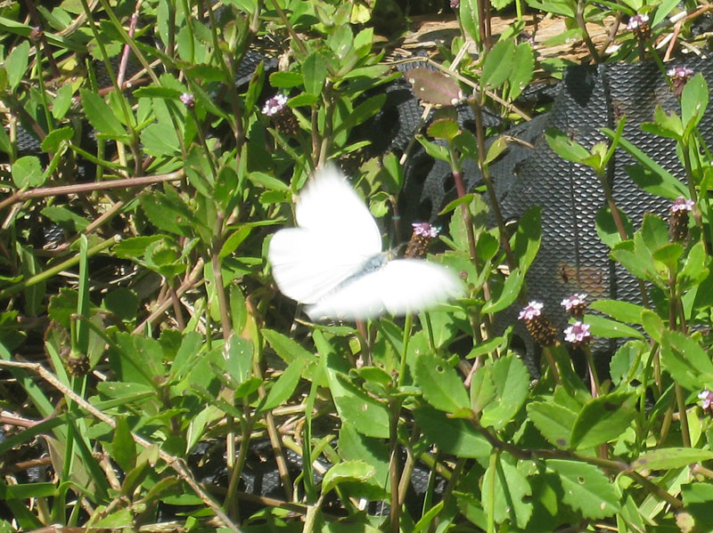 IMG_4181crop