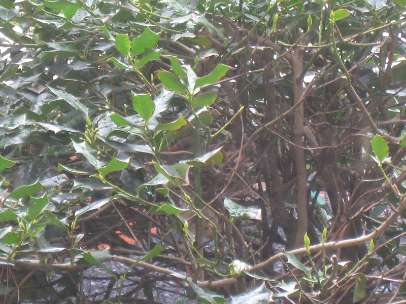 IMG_2926crop