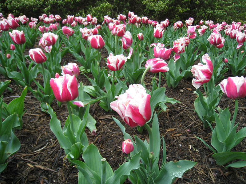 IMG_2763