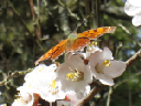 IMG_1750crop