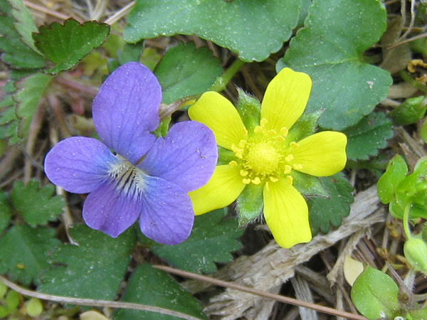 IMG_2711crop