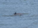 IMG_4110crop