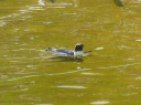 IMG_5330crop