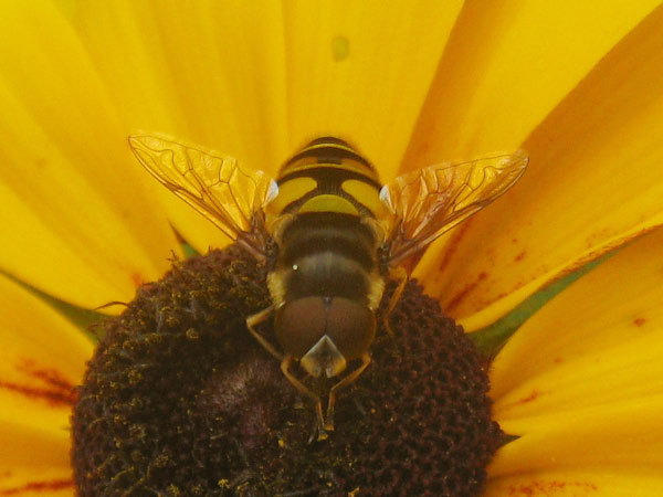 IMG_5469bcrop